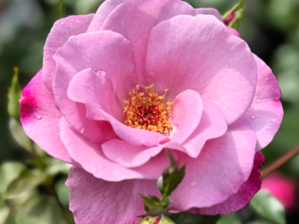 My Lovely Dad Rose - Dad Birthday Gift My Lovely Dad Rose - Dad Birthday Gift Image