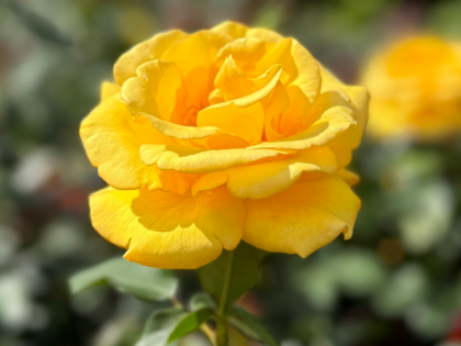 My Lovely Mum Rose - Mothers Day Rose Gift Image