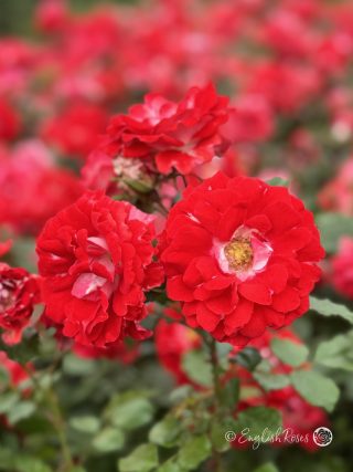 My Mum Rose - Red Floribunda Rose - A close up photo of multiple red blooms with pale centres