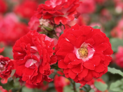 My Mum Rose - Mum Remembrance Gift My Mum Rose - Mum Remembrance Gift Image