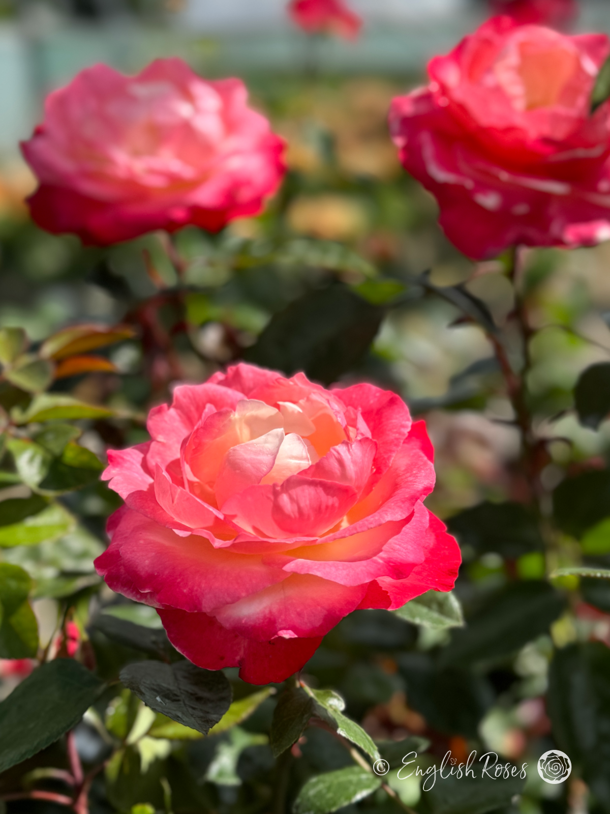 Nostalgia Rose - Cherry Pink and White Hybrid Tea Rose - A close up photo of multiple cherry pink and white blooms with foliage