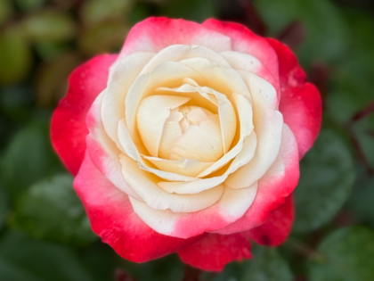 Nostalgia Rose Nostalgia Rose Image