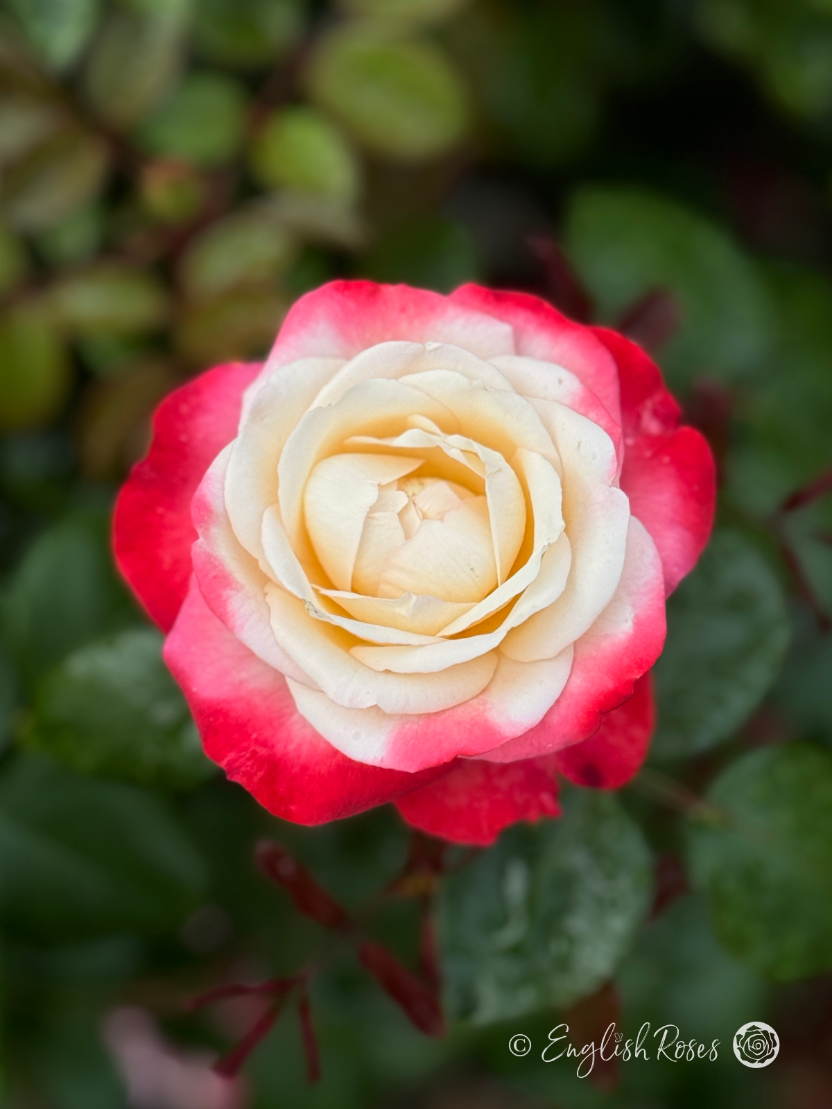 Nostalgia Rose - Cherry Pink and White Hybrid Tea Rose - A close up photo of a single white bloom with cherry pink edges