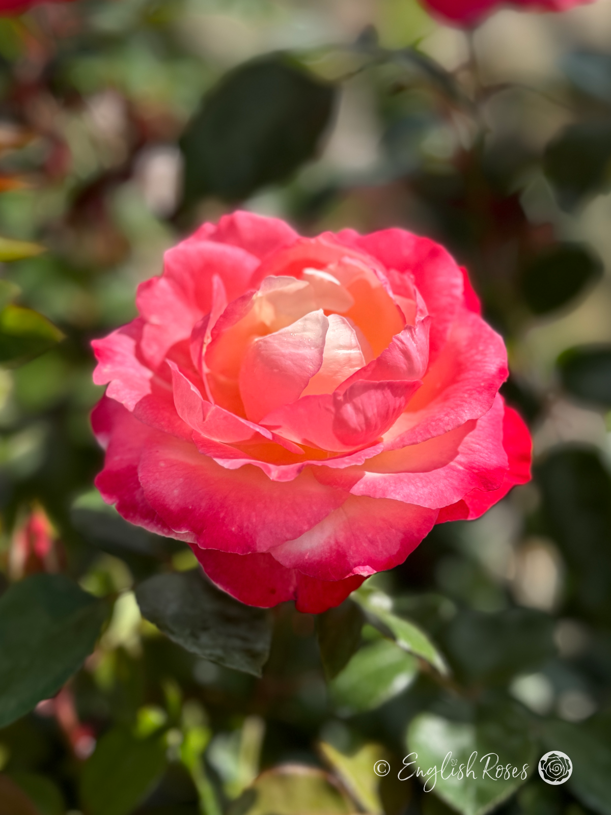 Nostalgia Rose - Cherry Pink and White Hybrid Tea Rose - Close up photo of a single open bloom