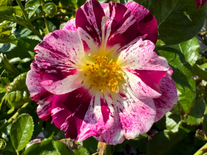 Oh Wow! Rose Oh Wow! Rose Image