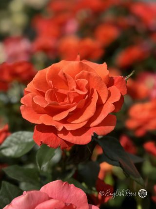 One Love Rose - Vermillion Orange Floribunda Rose - A close up photo of a vermillion orange bloom with other orange blooms behind