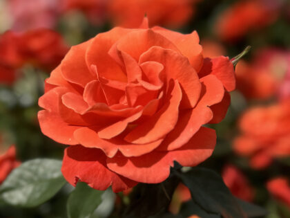 First Wedding Anniversary Gift - One Love Rose First Wedding Anniversary Gift - One Love Rose Image