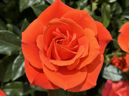 One Love Rose One Love Rose Image