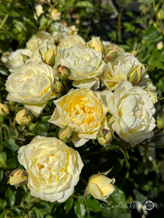 Our Dream Rose - Lemon Yellow Patio Rose - Close up photo of a group of yellow blooms and buds