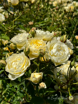 Our Dream Rose - Lemon Yellow Patio Rose - A close up photo of multiple lemon yellow blooms and lots of buds