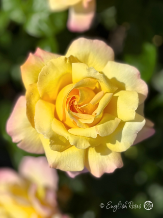 Peace Rose - Yellow and Pink Hybrid Tea Rose - A close up photo of a single yellow and pink bloom