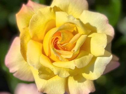 Peace Rose - Son Memorial Gifts Peace Rose - Son Memorial Gifts Image