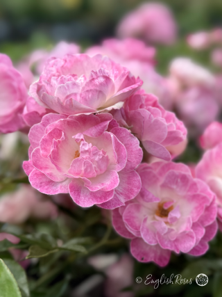 Pearl Anniversary Rose - Pink Patio Rose - A close up photo of multiple pink blooms with white centres