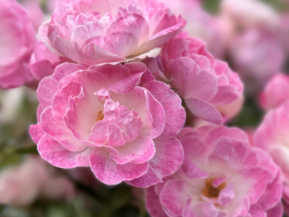 Pearl Anniversary Rose Pearl Anniversary Rose Image