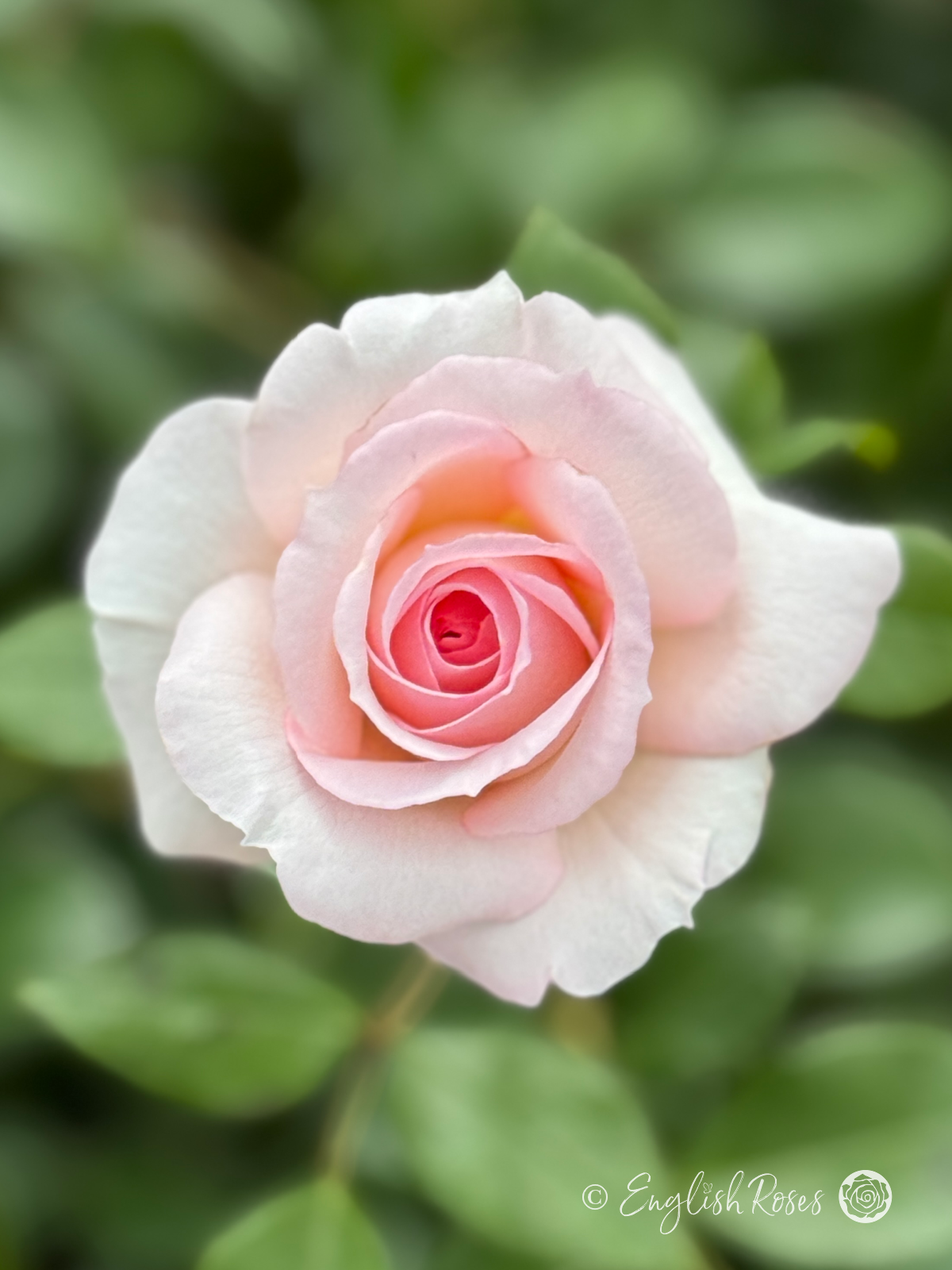 Pearl Rose - Creamy Pink Floribunda Rose - A close up photo of a single creamy pink bloom
