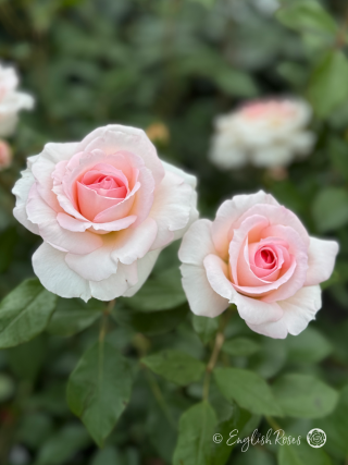 Pearl Rose - Creamy Pink Floribunda Rose - A close up photo of two creamy pink blooms and foliage