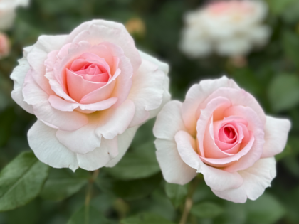 Pearl Rose Pearl Rose Image