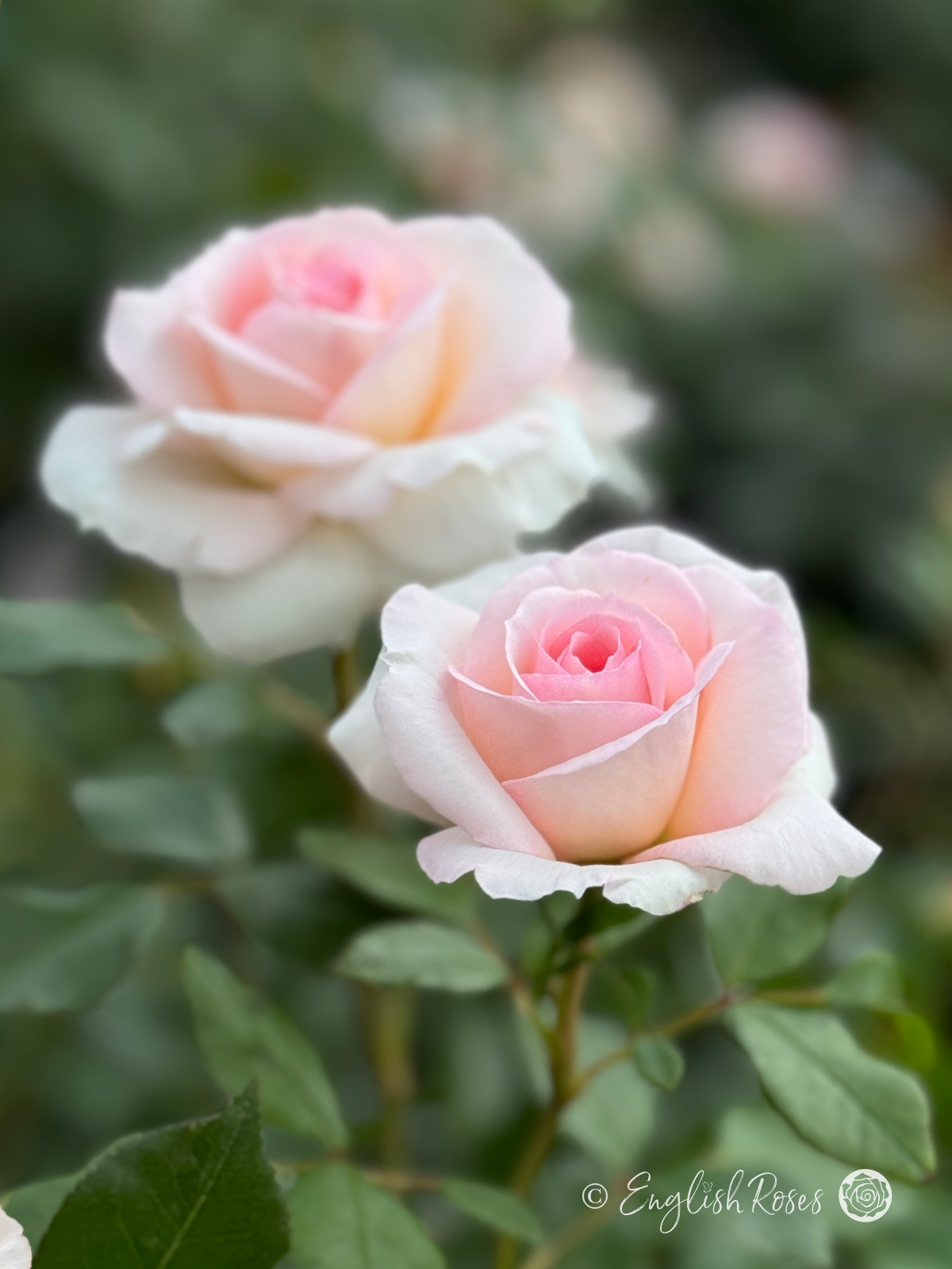 Pearl Rose - Creamy Pink Floribunda Rose - Close up photo of two creamy pink blooms