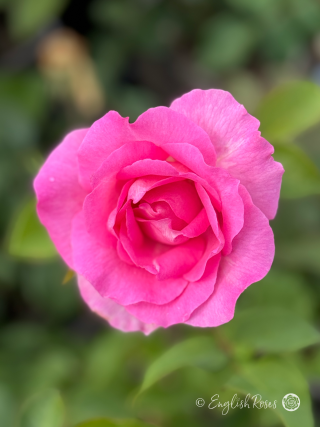 Pink Perfection Rose - Soft Pink Hybrid Tea Rose - A close up photo of a single pink bloom