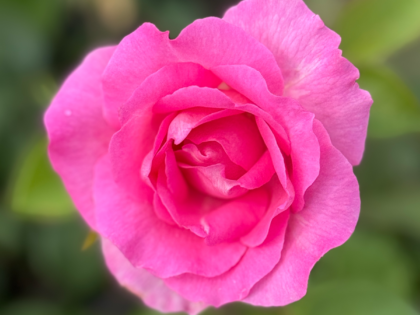 30th Birthday Gifts - Pink Perfection Rose 30th Birthday Gifts - Pink Perfection Rose Image