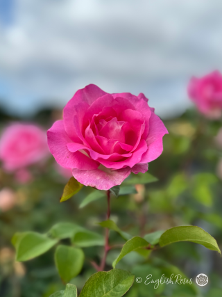 Pink Perfection Rose - Soft Pink Hybrid Tea Rose - A close up photo of a single pink bloom with additional blooms and foliage in the background