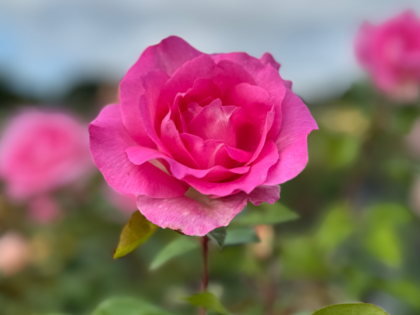 A Rose For Beverly - English Roses Gift A Rose For Beverly - English Roses Gift Image