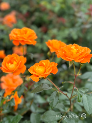 Precious Amber Rose - Orange Floribunda Rose - A close up photo of multiple orange blooms