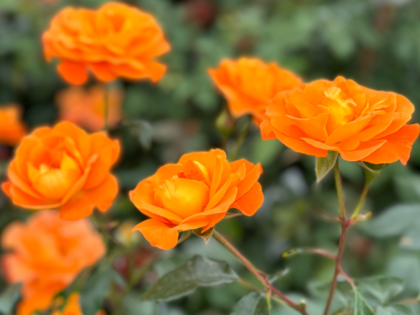 Precious Amber Rose Precious Amber Rose Image