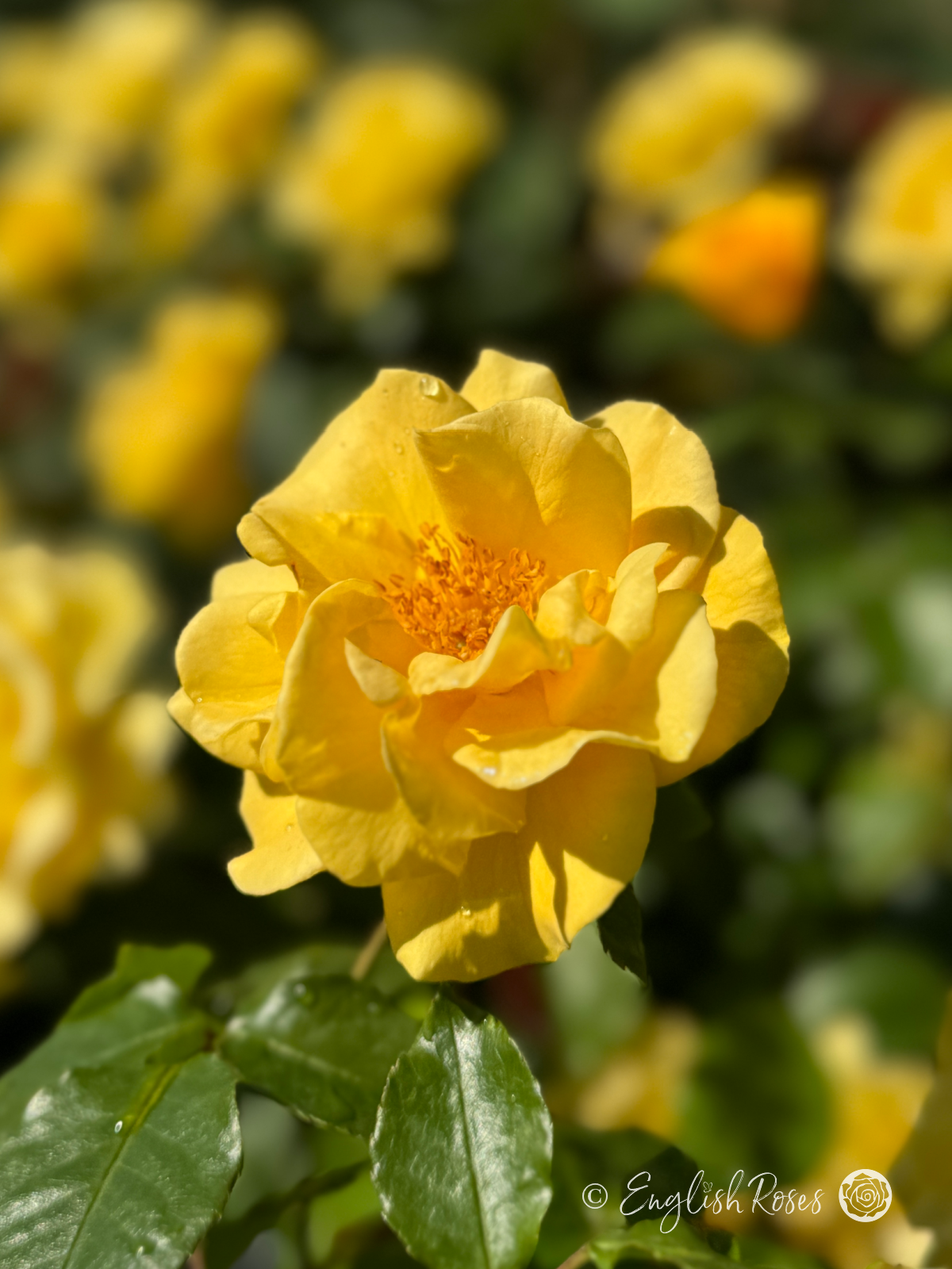 Precious Gold Rose - Golden Yellow Floribunda Rose - A close up photo of a single golden yellow bloom with additional blooms in the background