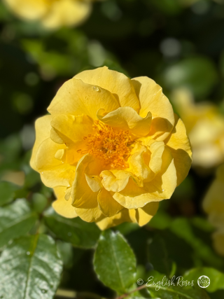 Precious Gold Rose - Golden Yellow Floribunda Rose - A photo of a single open yellow bloom with foliage
