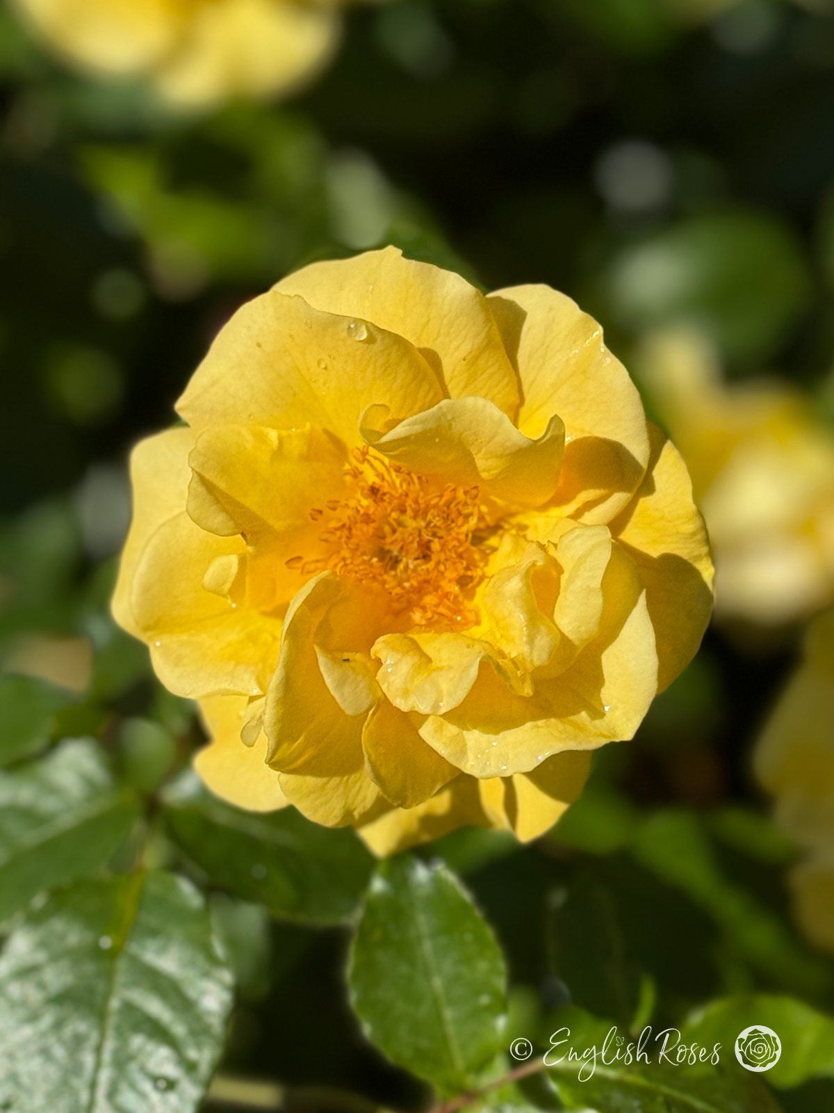 Precious Gold Rose - Golden Yellow Floribunda Rose - A photo of a single open yellow bloom with foliage