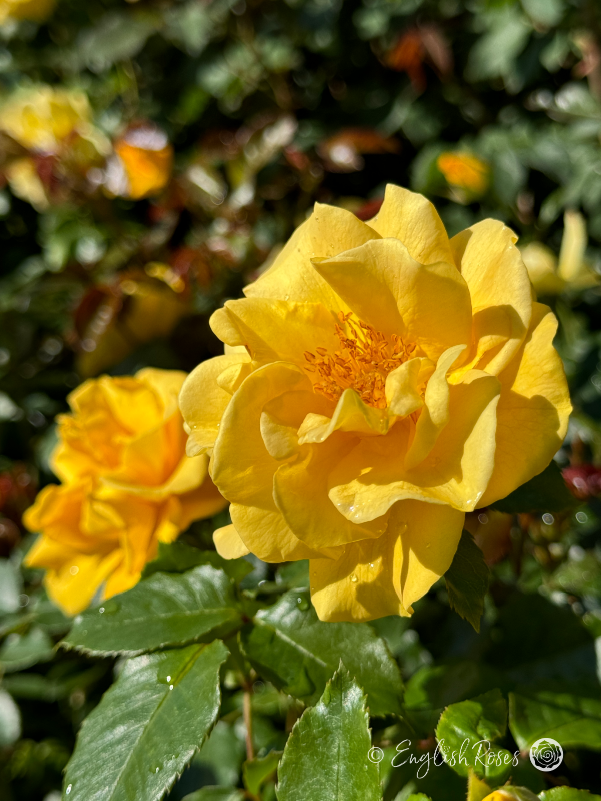 Precious Gold Rose - Golden Yellow Floribunda Rose - A photo of a single yellow bloom with additional blooms and lush green foliage in the background