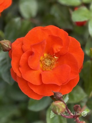 Precious Love Rose - Orange Red Floribunda Rose - A close up photo of a single orange red bloom with lots of buds
