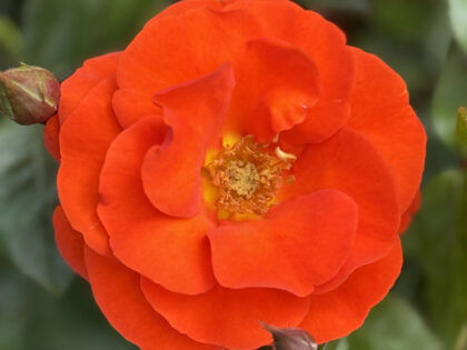 Happy 70th Birthday Gift Happy 70th Birthday Gift Image