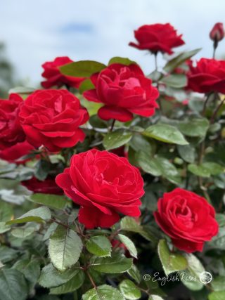 Precious Ruby Rose - Ruby Red Floribunda Rose - A close up photo of multiple ruby red blooms and lush foliage