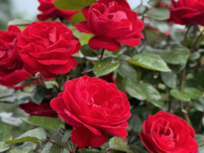 Precious Ruby Rose - Valentines Flowers Precious Ruby Rose - Valentines Flowers Image