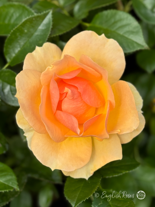 Queen Bee Rose - Amber Yellow Floribunda Rose - Close up photo of a single amber yellow bloom with lush green foliage