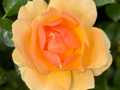 Always Remember Rose Always Remember Rose Image