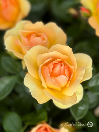 Queen Bee Rose - Amber Yellow Floribunda Rose - A close up photo of multiple amber yellow blooms
