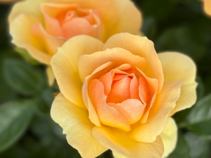 Always Remember Rose Always Remember Rose Image