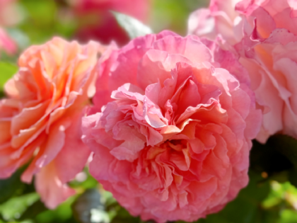 Rachel Rose Rachel Rose Image