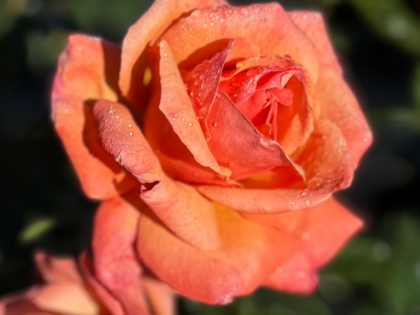 Remember Me Rose Remember Me Rose Image