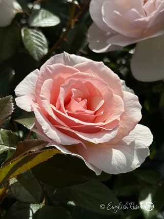 Remember Rose - Blush Pink and White Hybrid Tea Rose - Close up photo of a single white bloom with a blush pink centre accompanied by lush green foliage