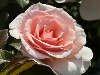 Remember Rose - Loss of Mum Gift Remember Rose - Loss of Mum Gift Image