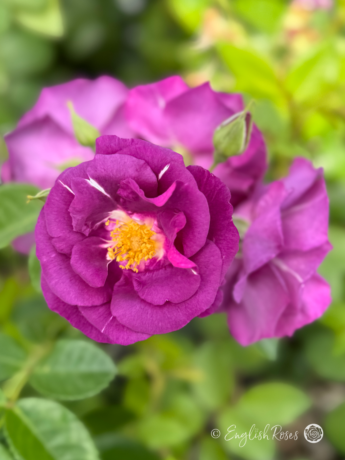 Rhapsody in Blue Rose - Purple Floribunda Rose - A close up photo of multiple purple blooms with buds and foliage
