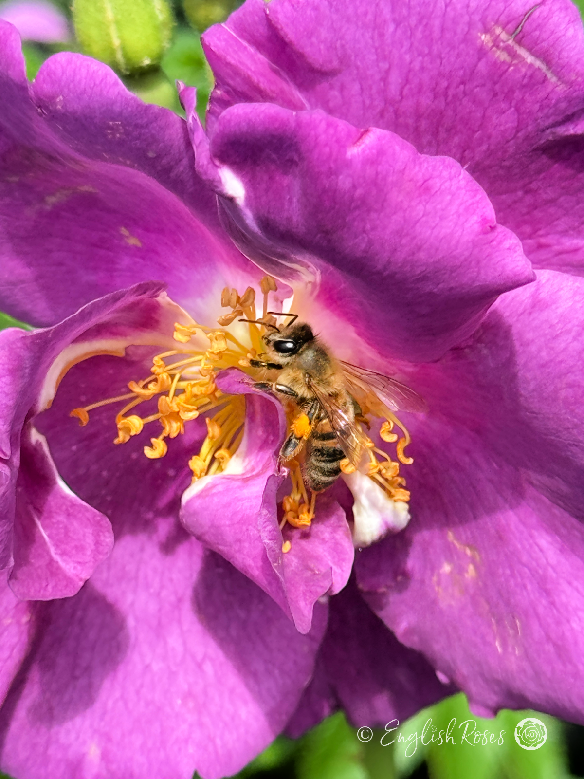 Rhapsody in Blue Rose - Purple Floribunda Rose - A close up photo of a single purple bloom with a bee pollinating its centre