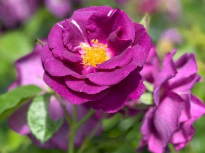 Rhapsody in Blue Rose - Sapphire Wedding Anniversary Gifts Rhapsody in Blue Rose - Sapphire Wedding Anniversary Gifts Image