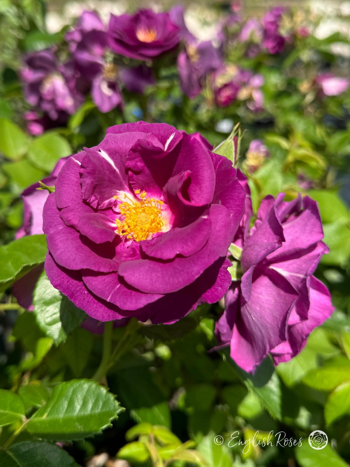 Rhapsody in Blue Rose - Purple Floribunda Rose - A close up photo of two open, purple blooms with buds