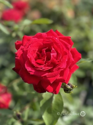 Ruby 40th Rose - Scarlet Red Hybrid Tea Rose - A close up photo of a single scarlet red bloom with buds