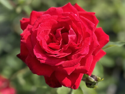 Ruby 40th Rose - 40th Birthday Rose Ruby 40th Rose - 40th Birthday Rose Image